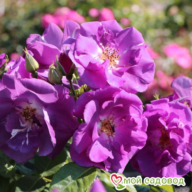 Роза Рапсодия ин Блю