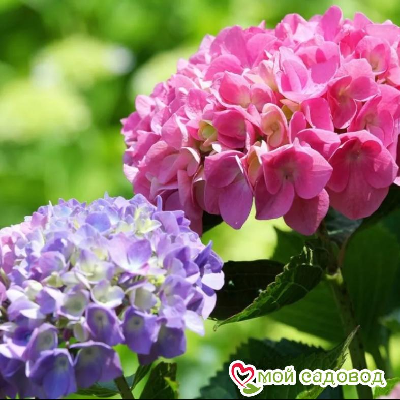 Гортензия крупнолистовая Гамбург ЗКС