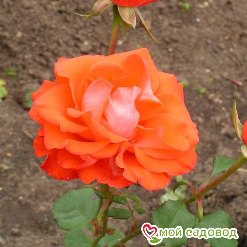 Роза Анжелика