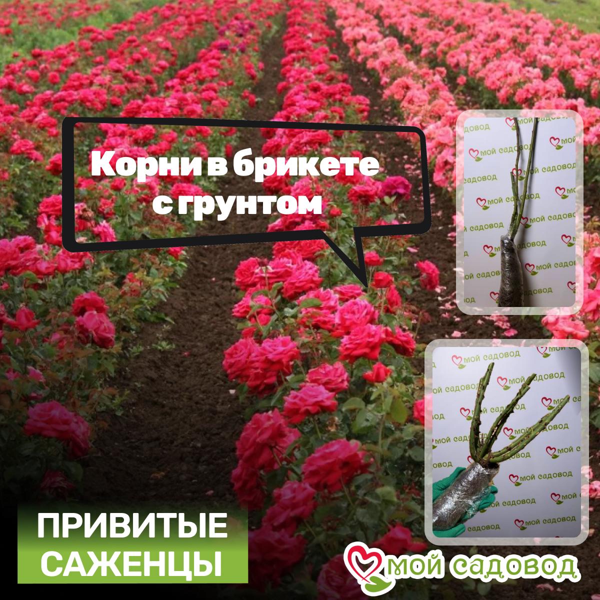 Роза Ландора