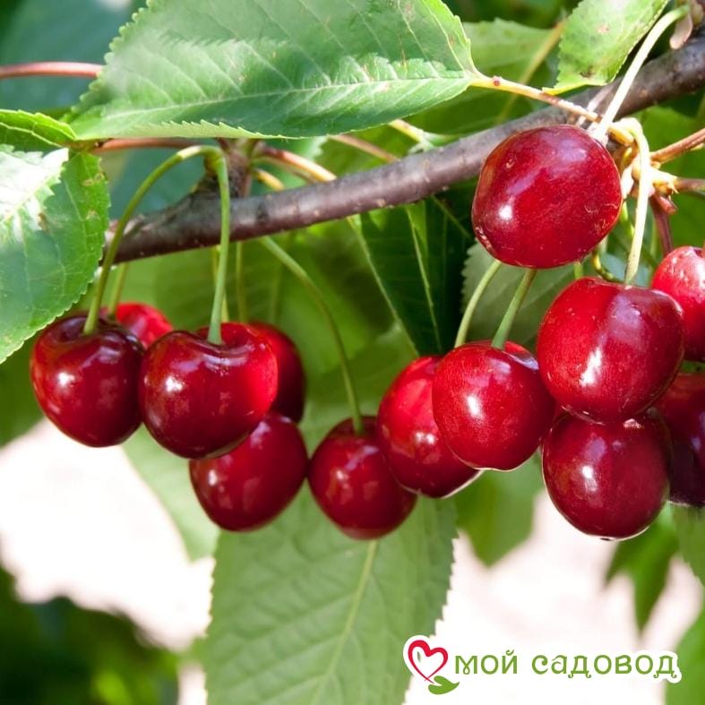 Черешня Рубиновая ранняя