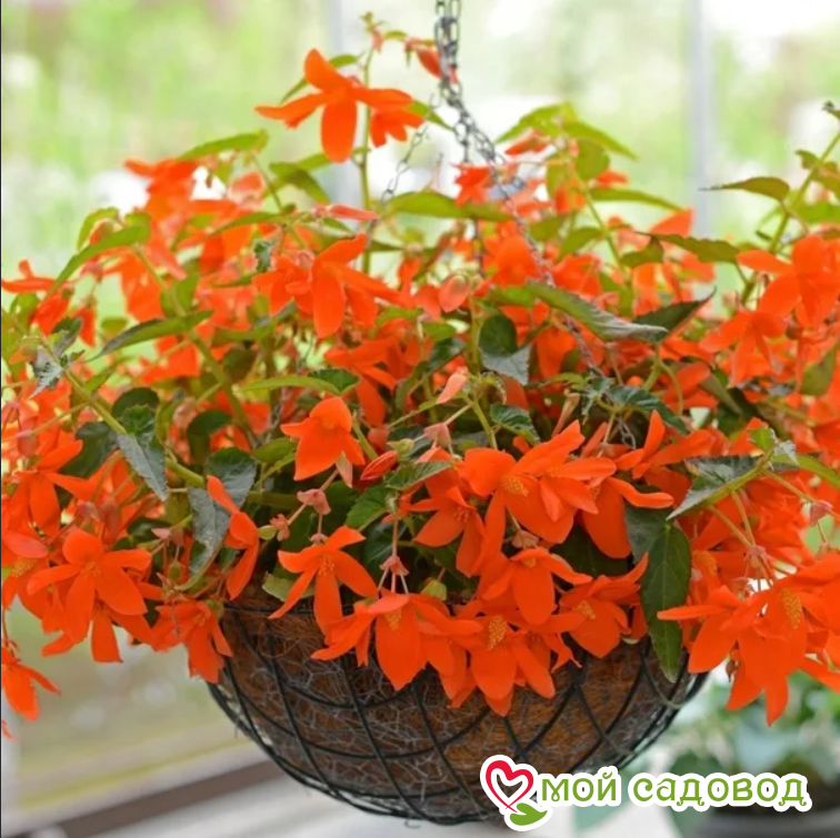 Бегония Бертини