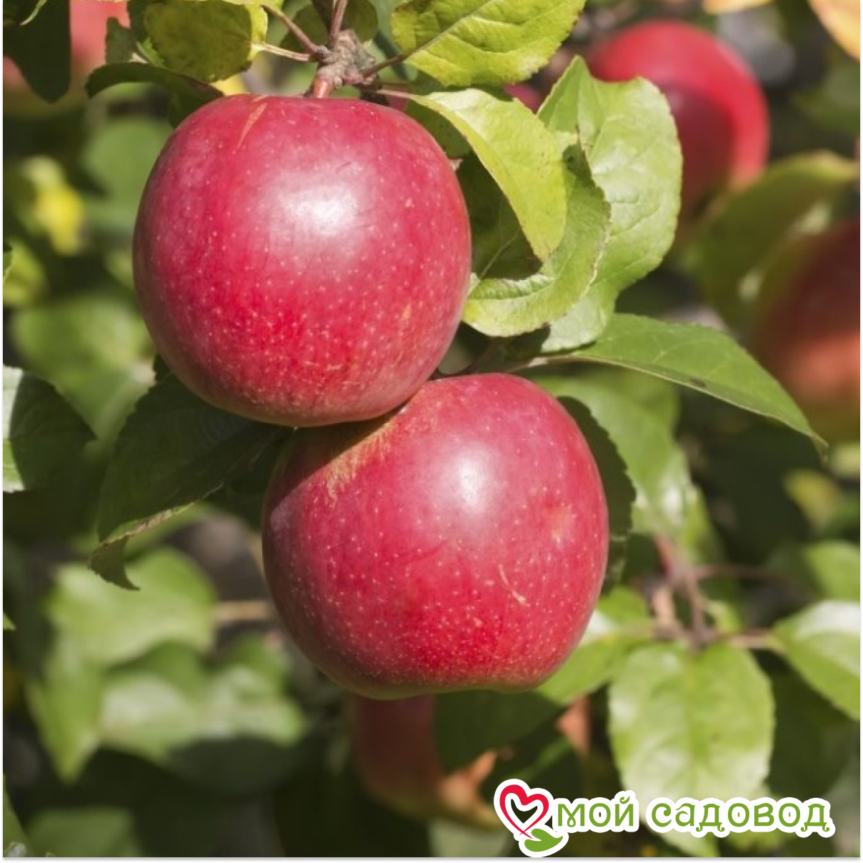 Яблоня Коваленковское