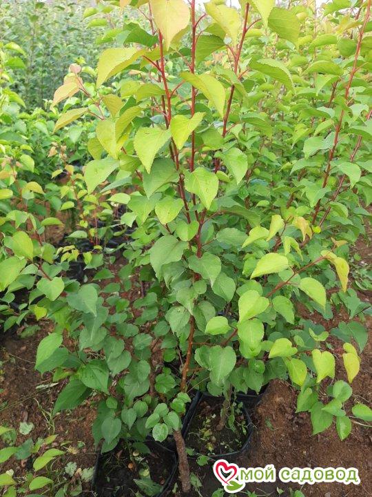 Абрикос Золотая Заря