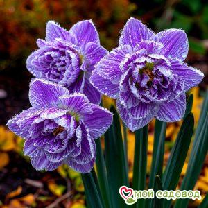 Нарцисс Аврора